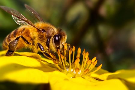10 lucruri mai putin stiute despre insecte, care iti vor schimba perceptia