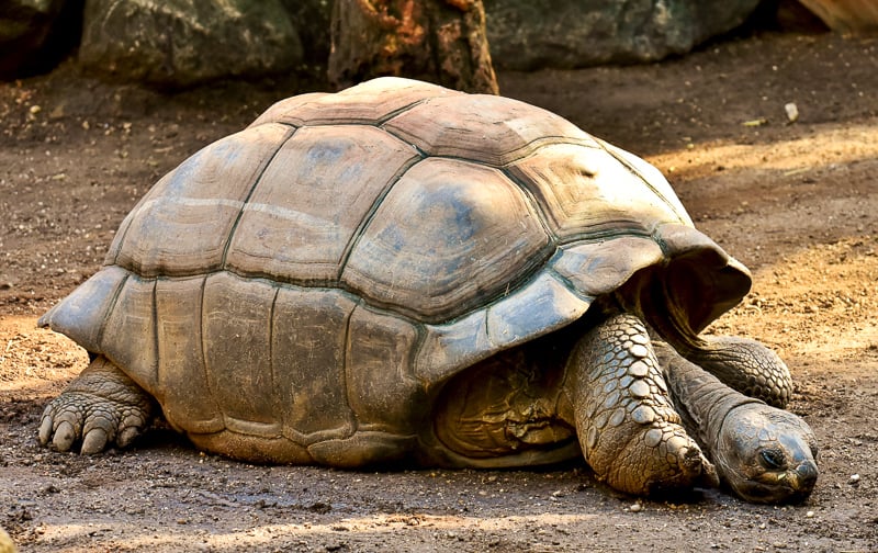 Insulele Galapagos sunt unul dintre cele mai diverse si mai frumoase situri incluse in Patrimoniul Mondial UNESCO.