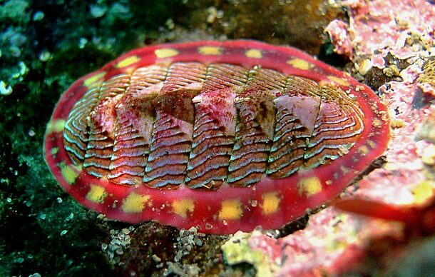 Chitonuri
