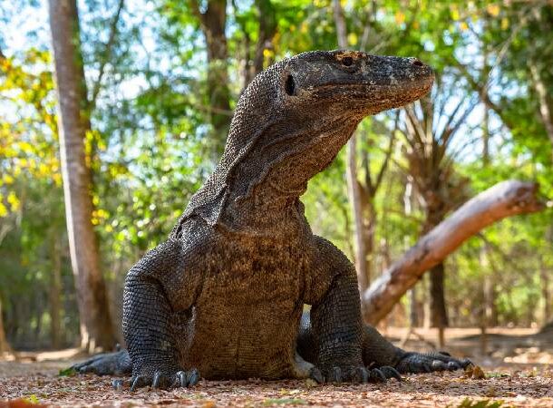 Dragonii de Komodo