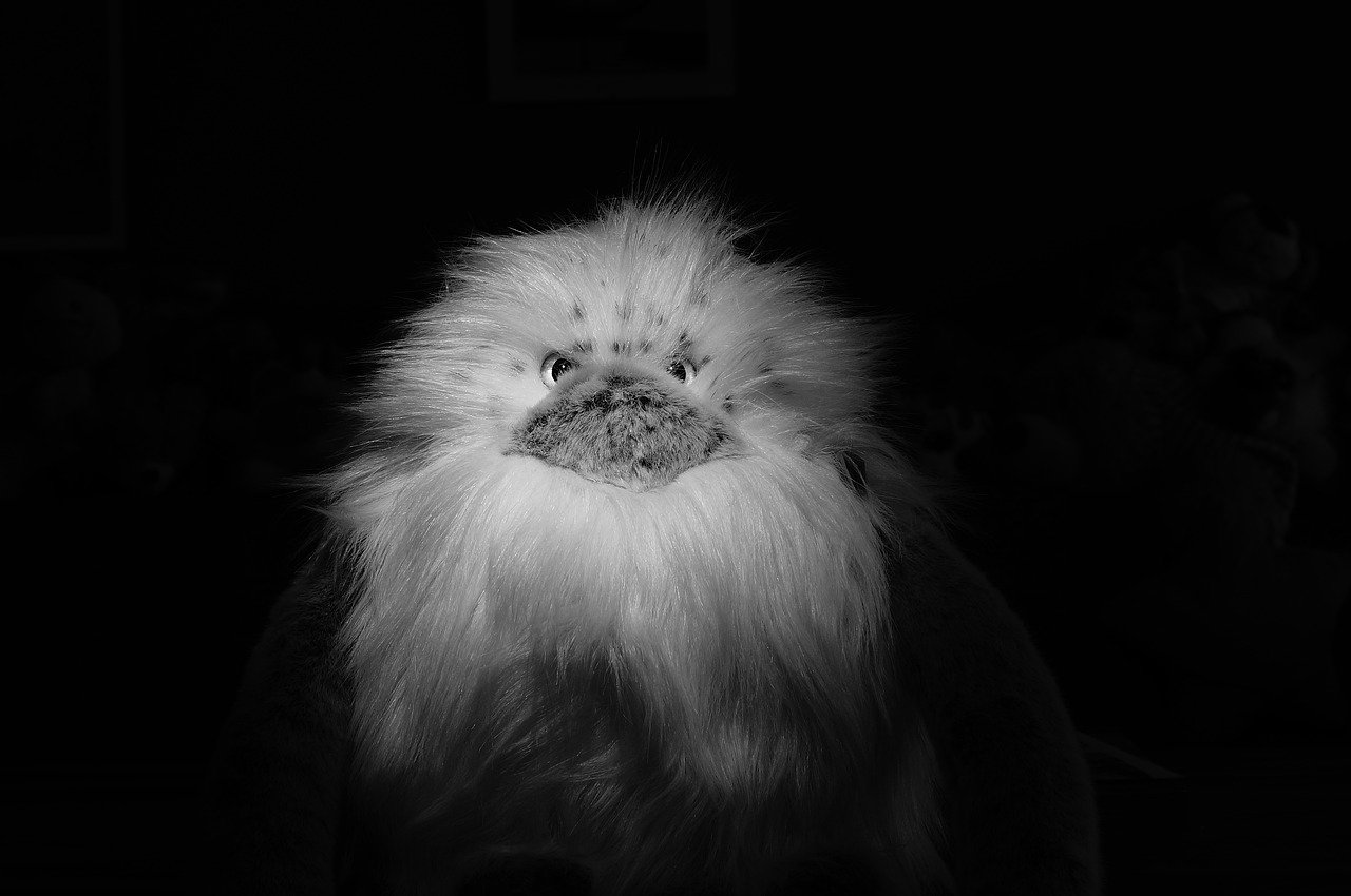 24.yeti