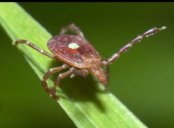 Lone Star Tick